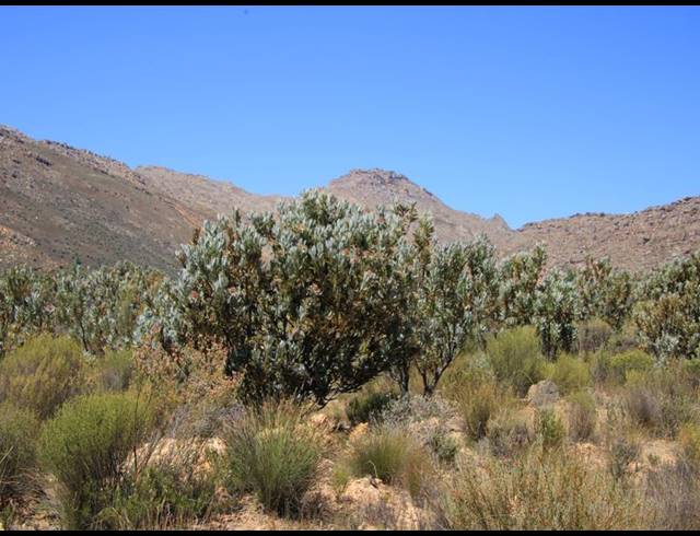 86HA FARM FOR SALE IN CERES RURAL